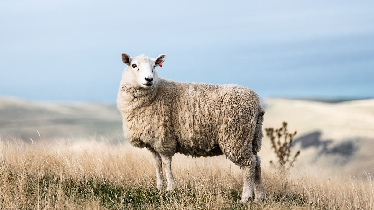Bielizna w góry z wełny merino - dlaczego warto?